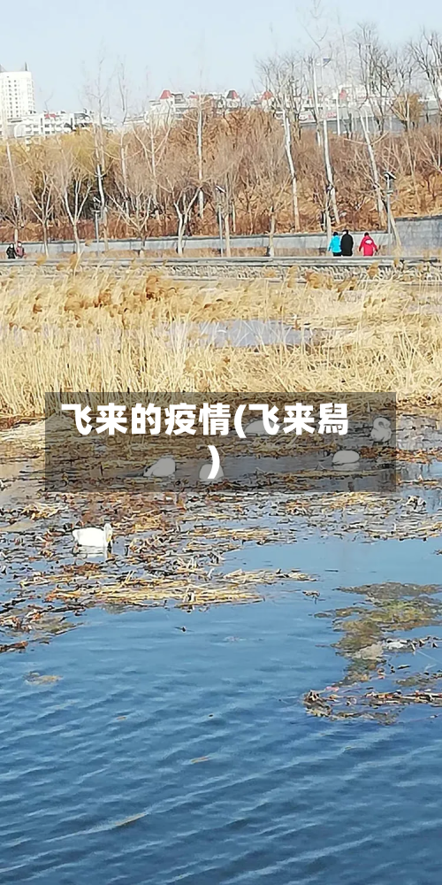 飞来的疫情(飞来舄)-第1张图片