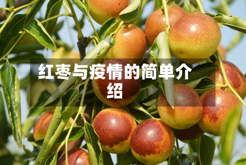 红枣与疫情的简单介绍-第3张图片