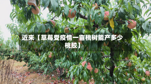 近来【草莓受疫情一亩桃树能产多少桃胶】-第1张图片