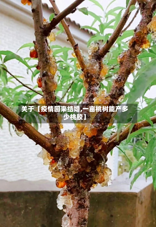 关于【疫情回来结婚,一亩桃树能产多少桃胶】-第1张图片